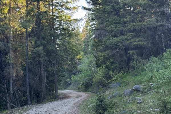 White Mountain Trail