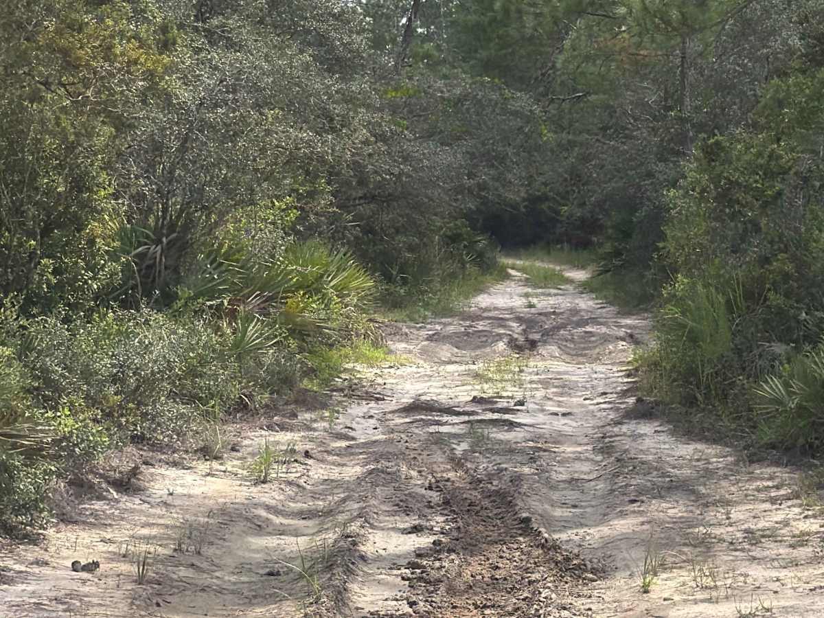 Ocala National Forest 40-22.7 photo 5