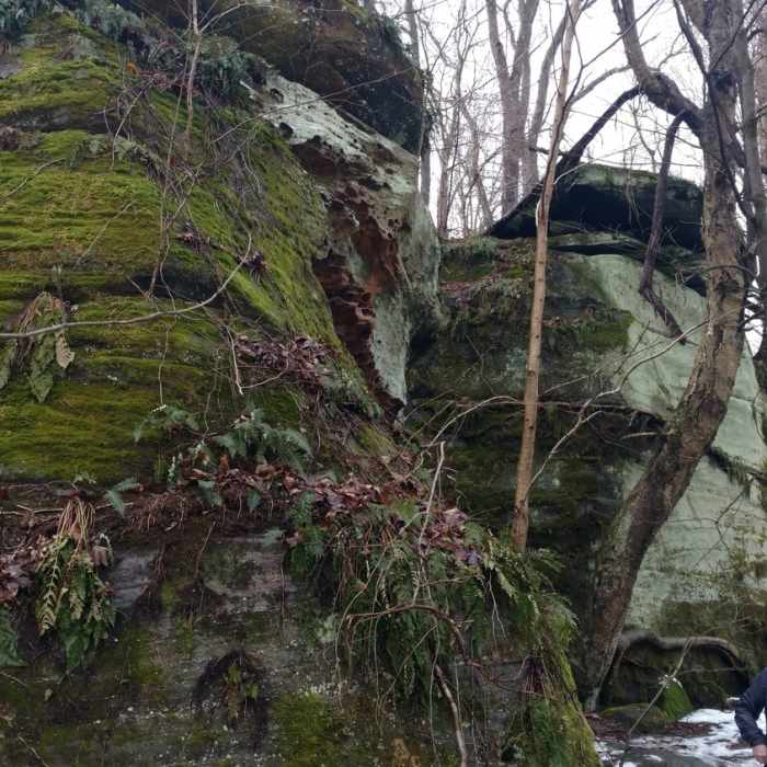 Near Maple Loop Trail