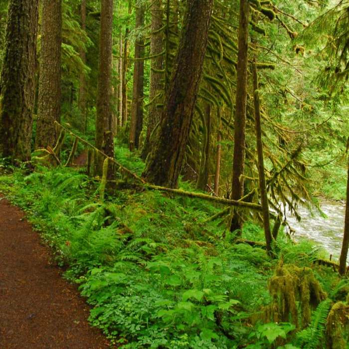 Near Salmon River, Old Trail