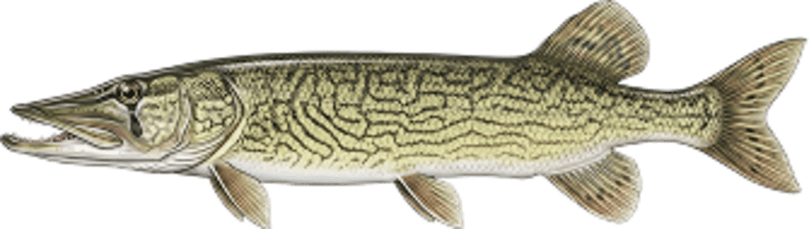 Chain pickerel