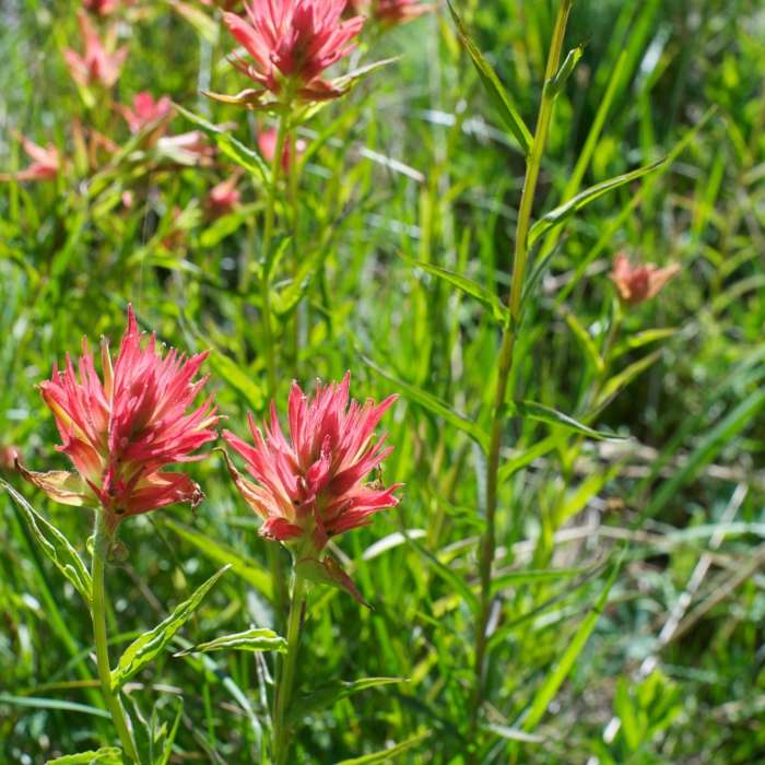 Near McGurk Meadow Trail