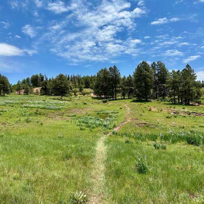 Near Continental Divide Trail: New Mexico Section 25