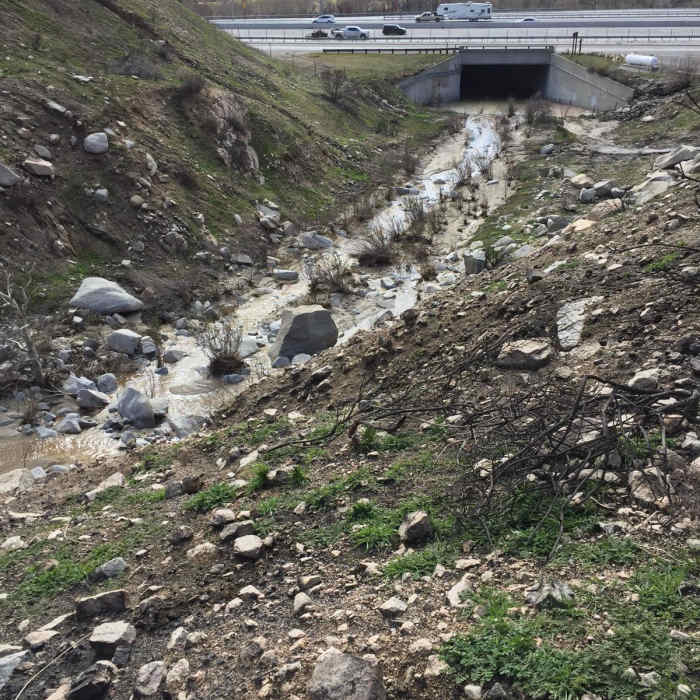 Near Cleghorn Peak Loop