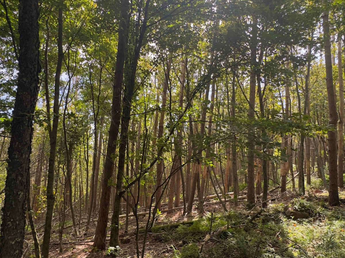 Huntersfield Pathway photo 3