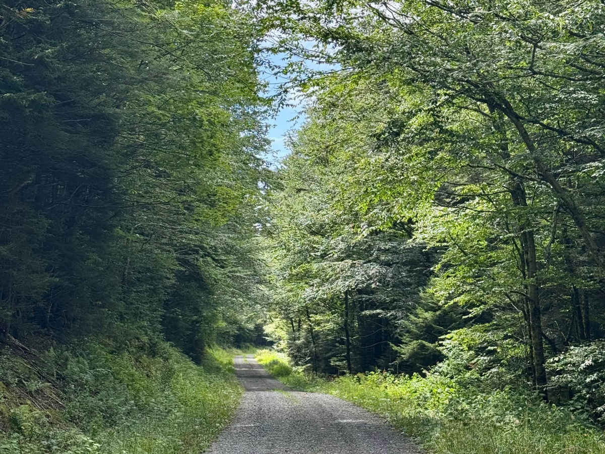 Dogway Road - FS 232 photo 3