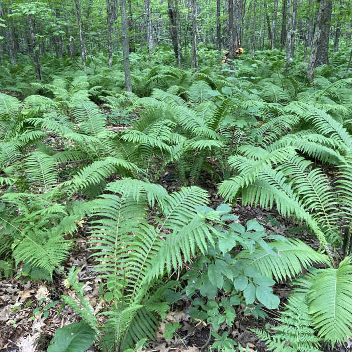 Near Greely Creek Trail