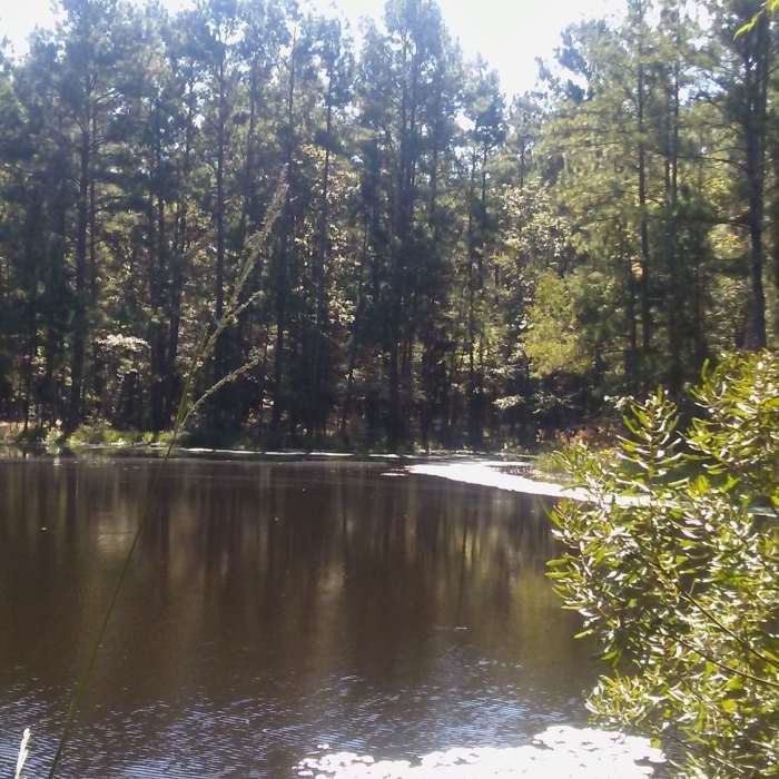 One of the ponds along the hike. Near Piney Creek-Hugo's Loop