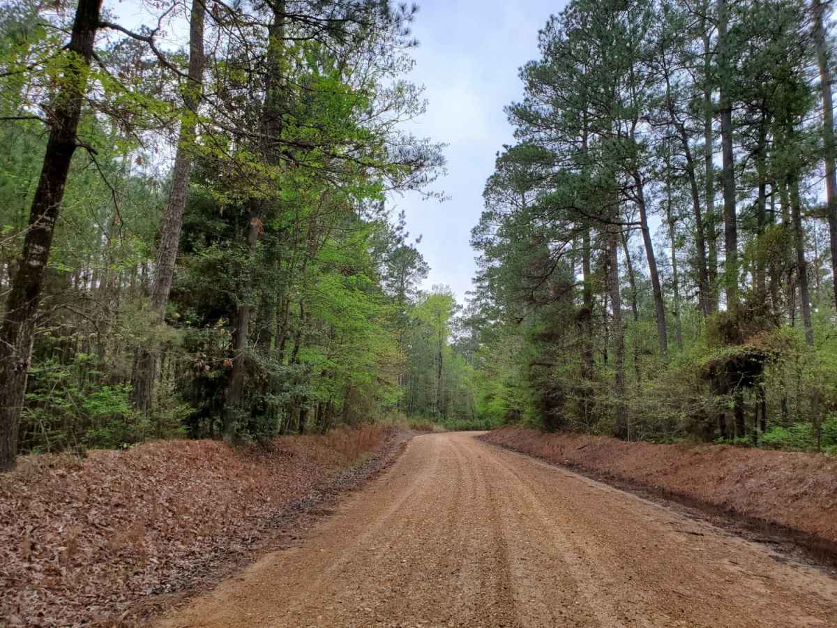 Highway 24 to Poison Springs WMA photo 4