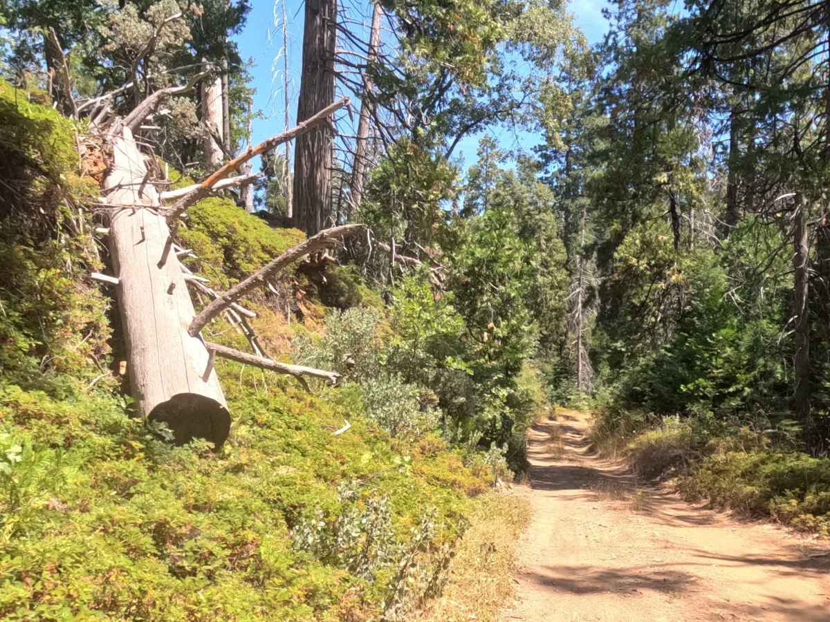 Westfall Tie - FS 5S017X trail photo