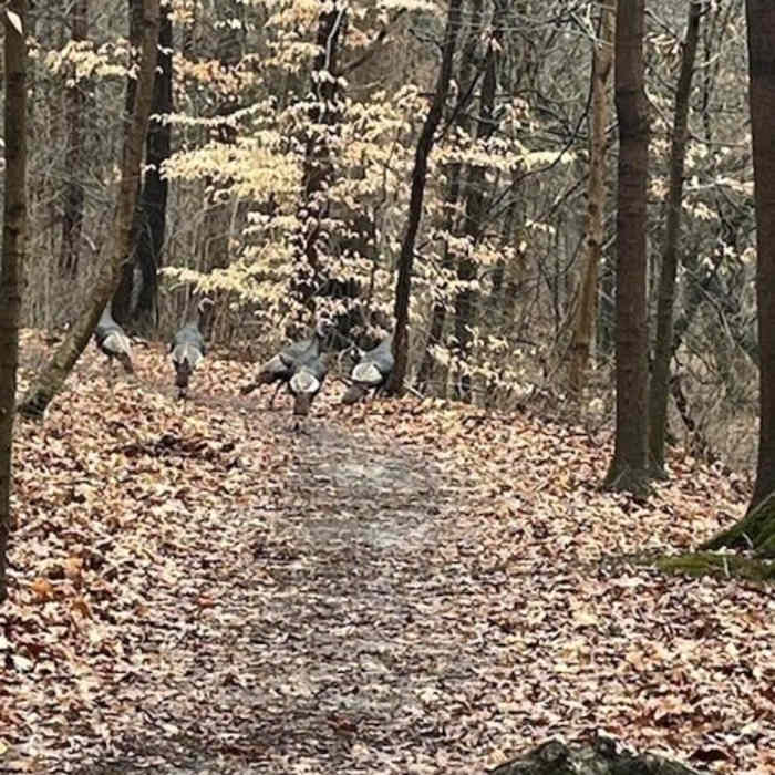 Turkeys hiking on Flatwoods Trail. Near Flatwoods Trail