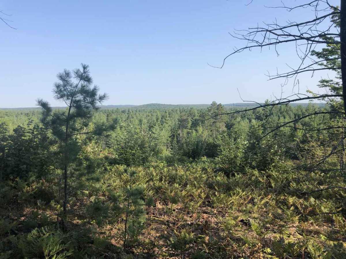 West Missaukee Trail Loop trail photo