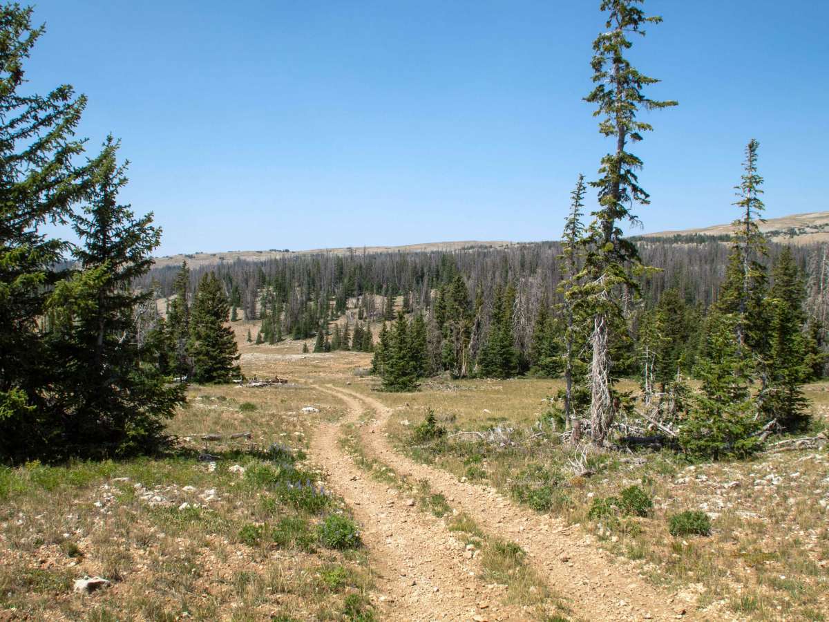 Fairway Loop - FS 1215 photo 3