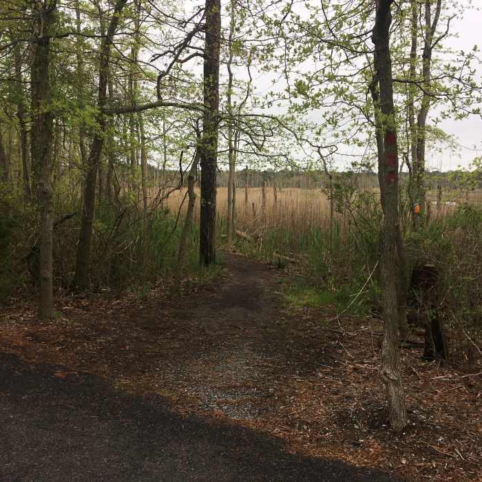 Maritime Forest Trail (Red) trailhead near the Cooper Environmental Center Near Maritime Forest Trail (Red)