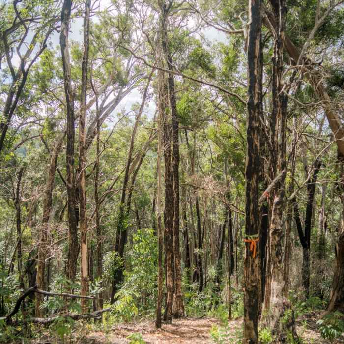 Near Wahiawa Hills Near Wahiawa Hills