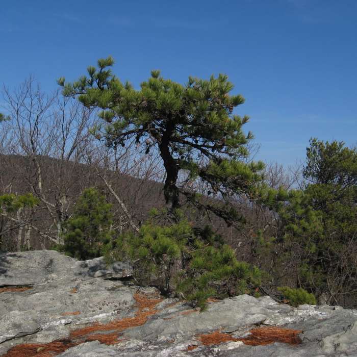 Near Cook's Wall Trail