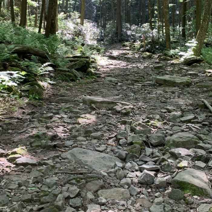 Near Shingletown Loop