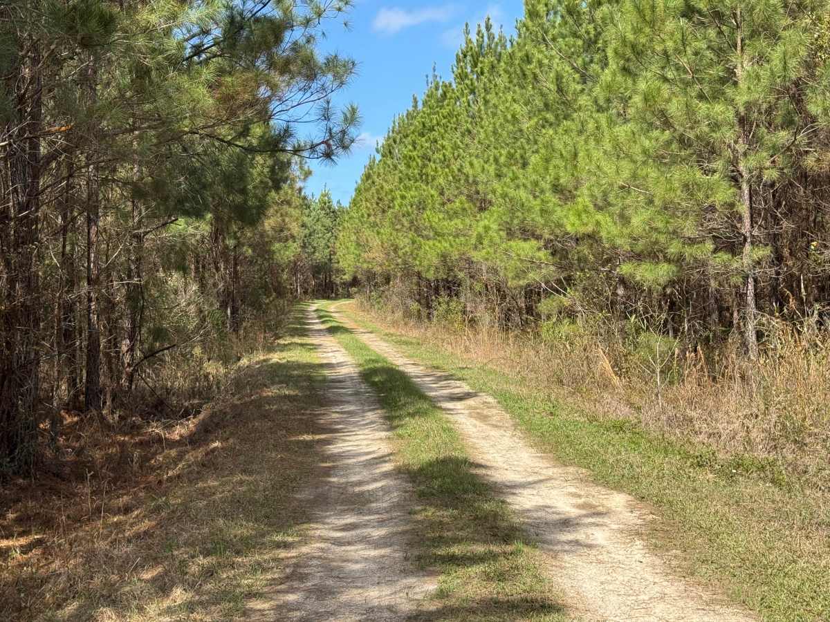 Dubignon Hammock Road photo 3