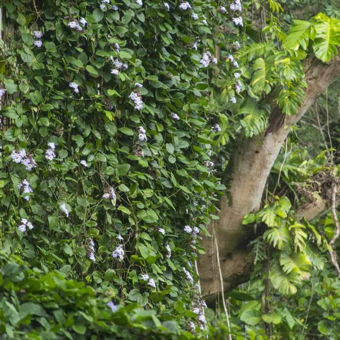 Near MAnoa Falls Hike