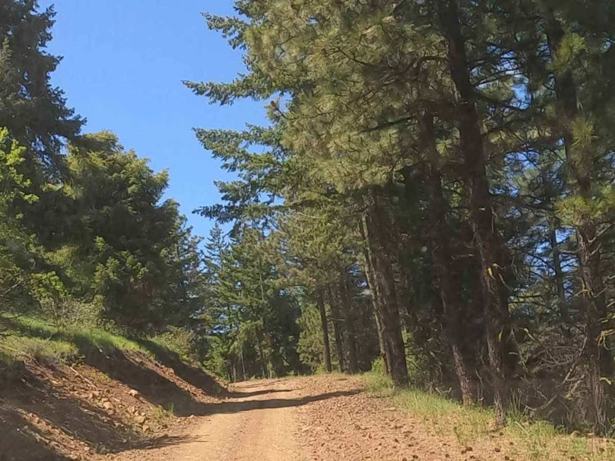 Barber Springs Road photo 3