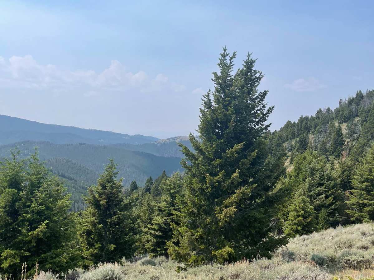 Barton Gulch and Offshoots photo 2