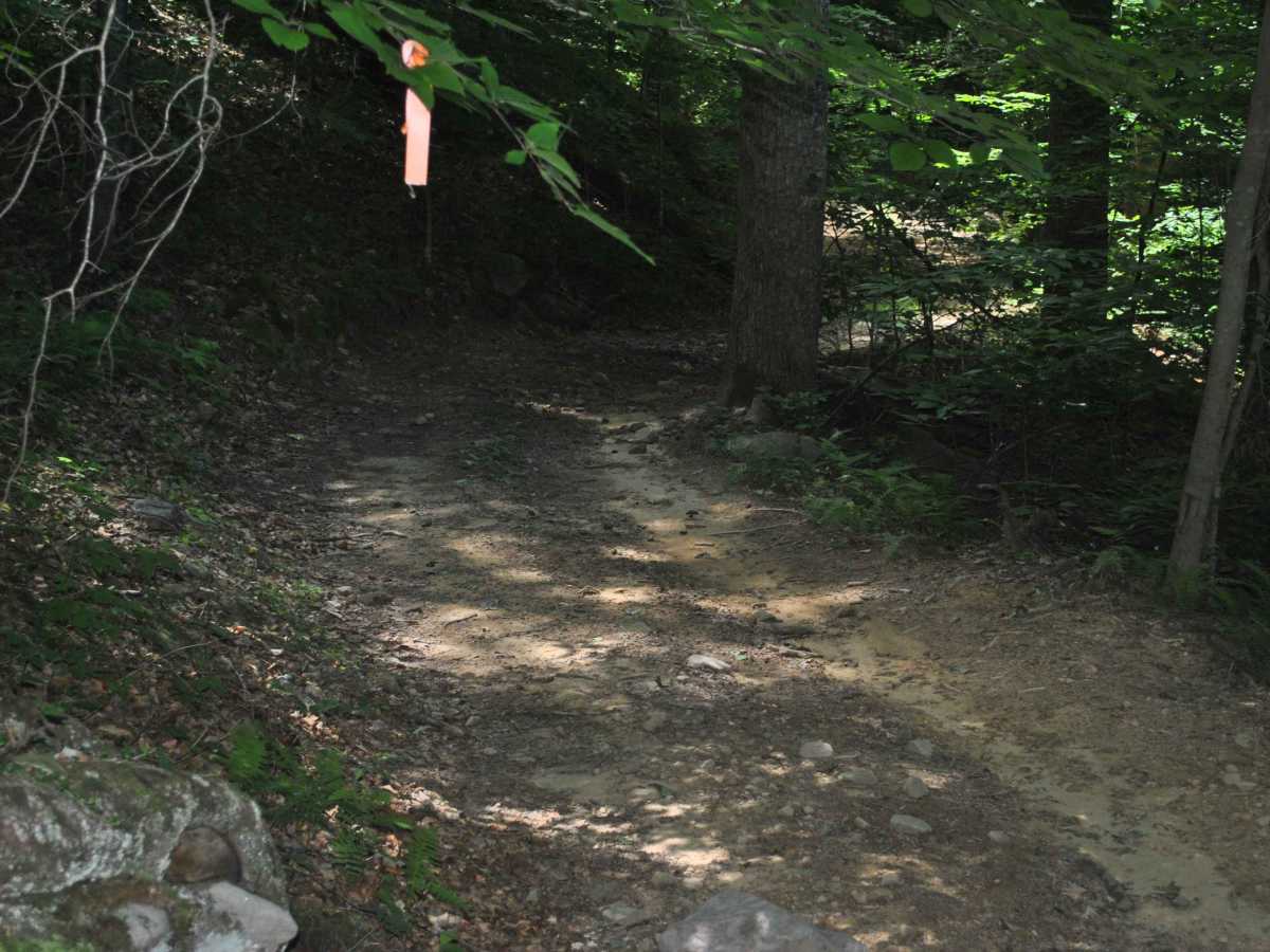 53 photo 4