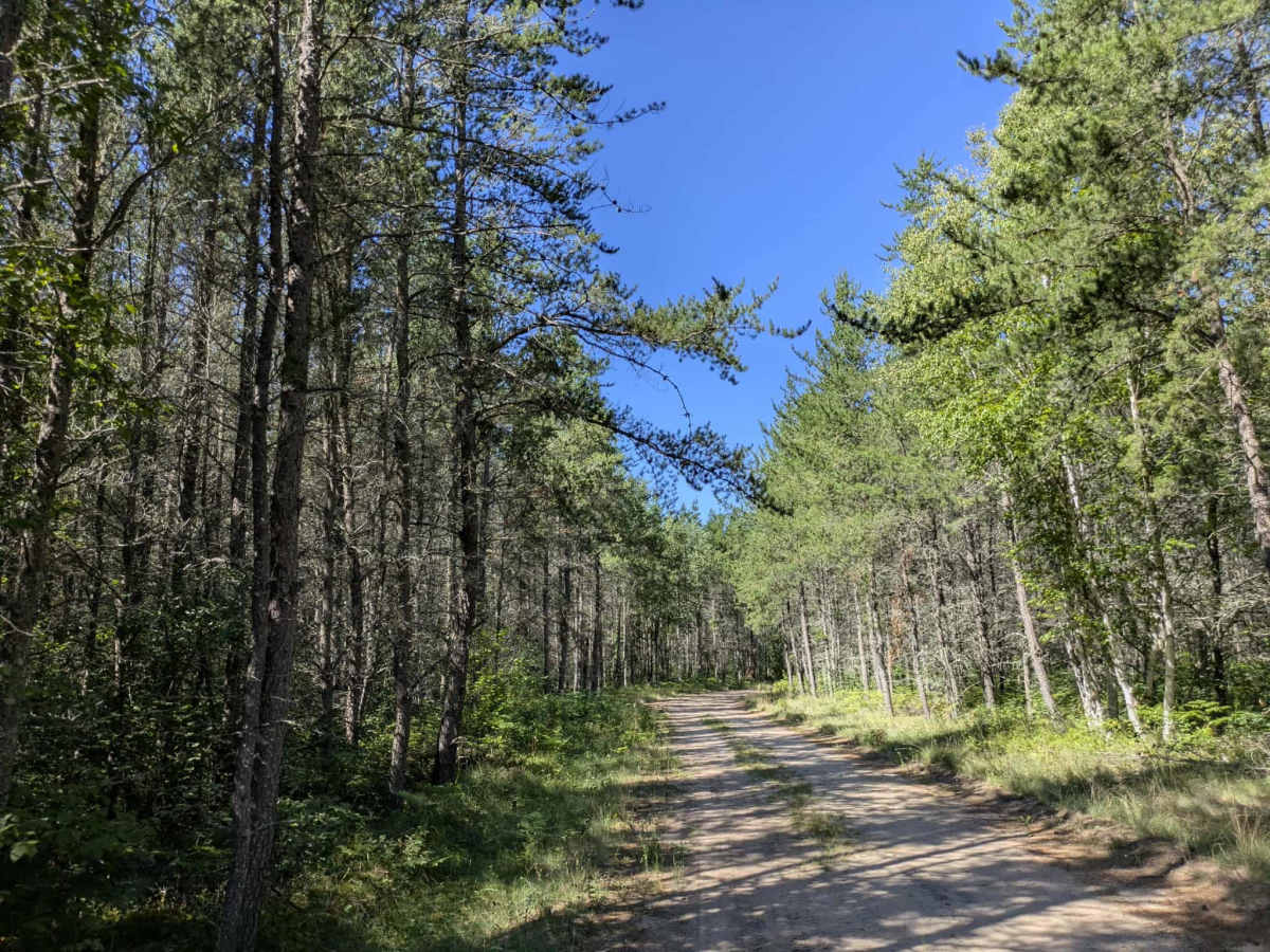 Carp Forest Road trail photo