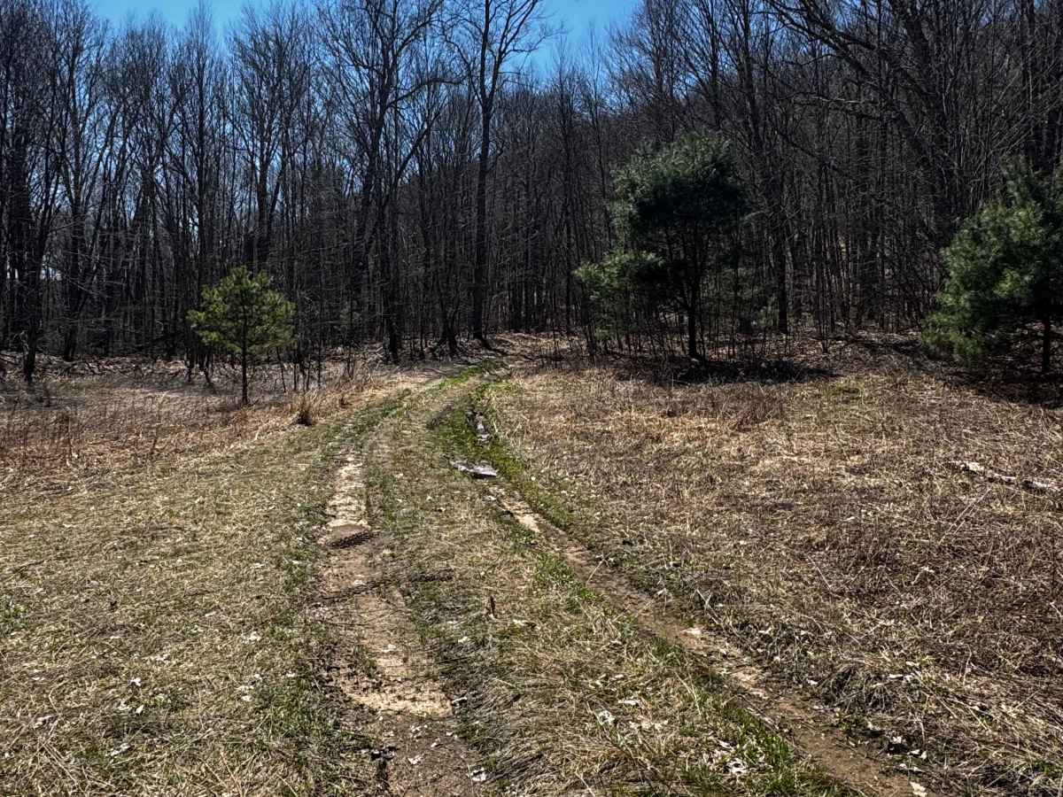 Logway Run Trail Spur photo 6