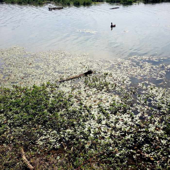 Near Lake Springfield Park Loop