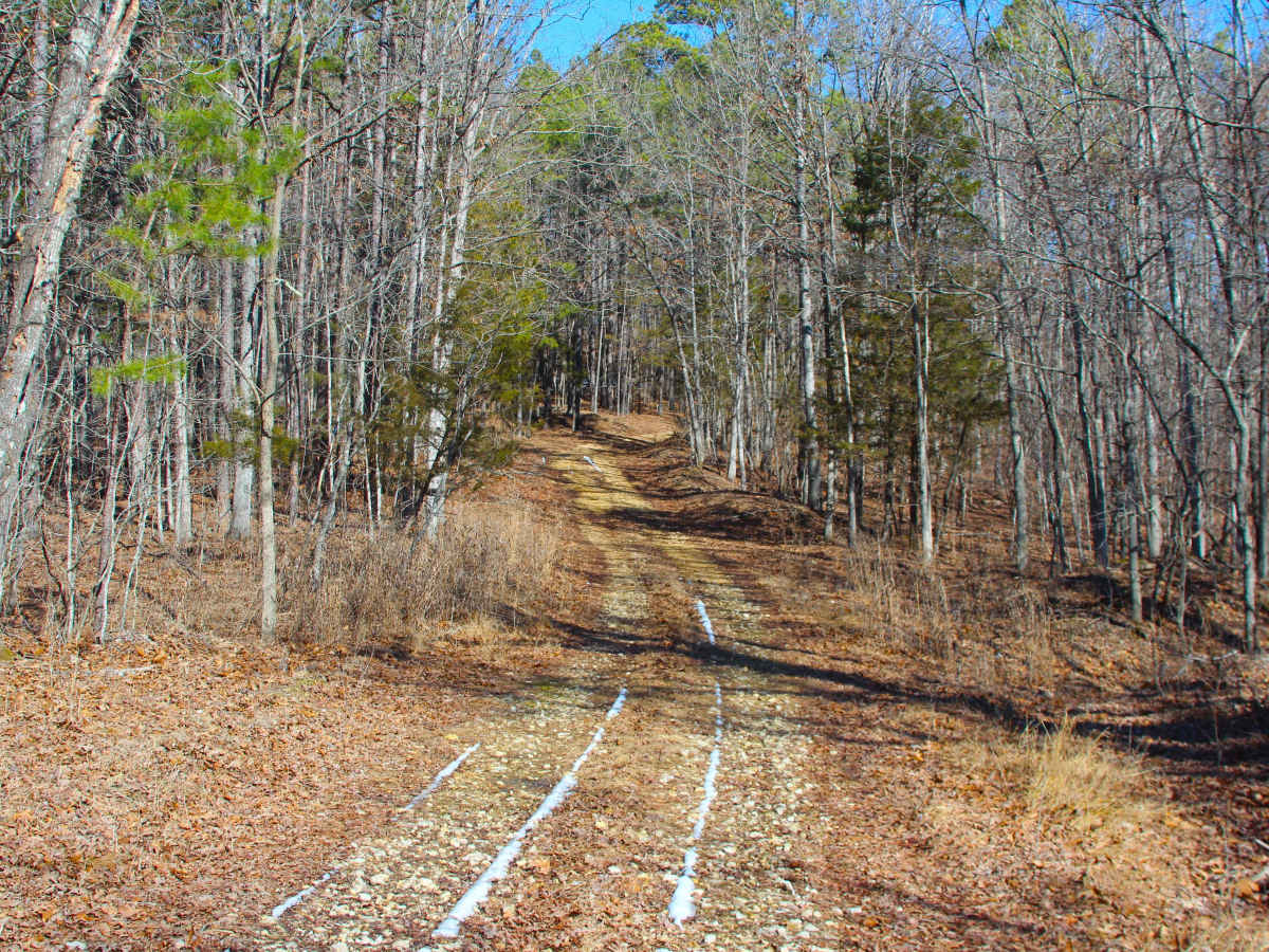 Bear Tick Ridge - FS 2459 trail photo