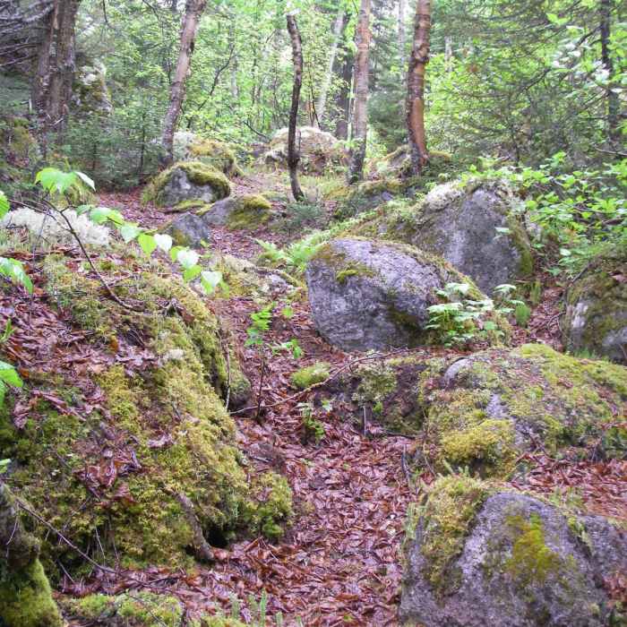Trail D3 along the cliff face changes at every turn Near Snowshoe Route #1