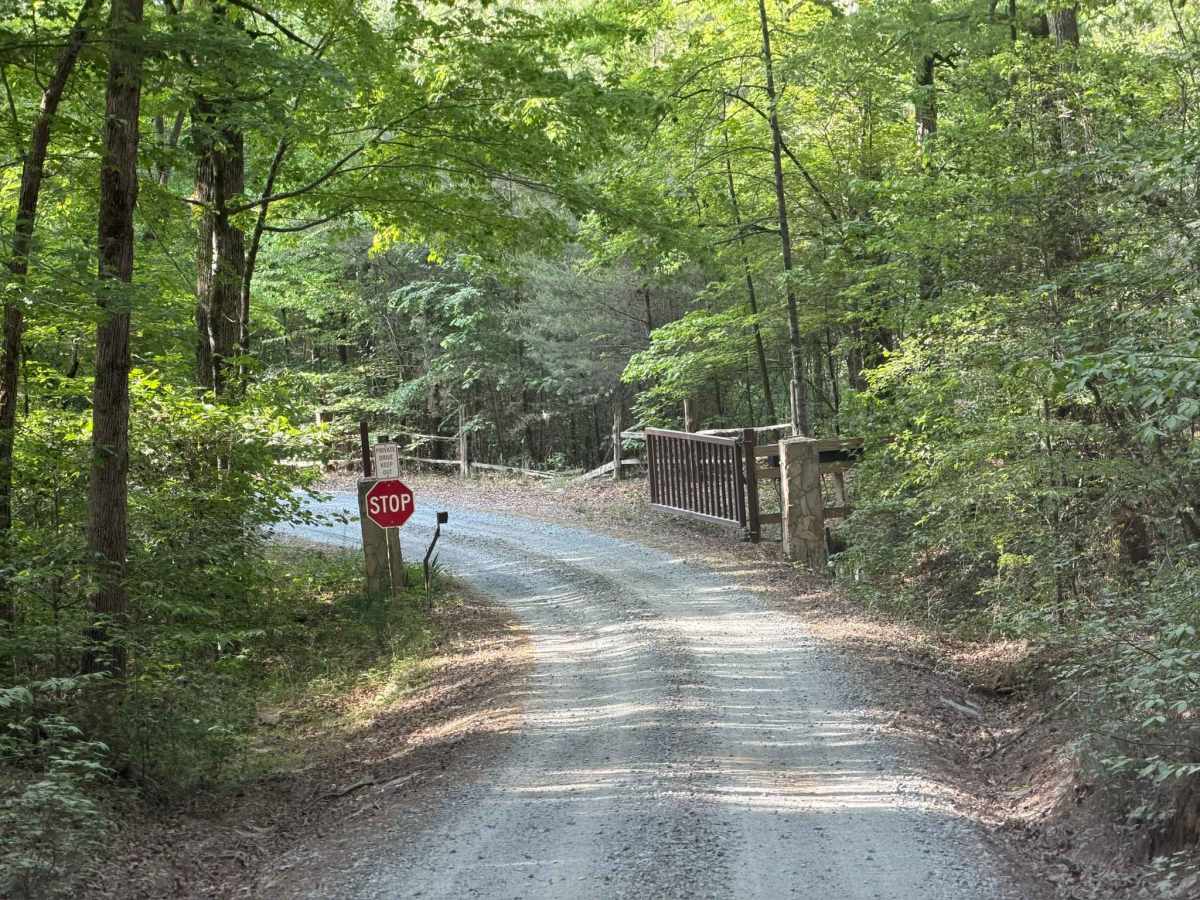 Green Gap - FS 6584 photo 6