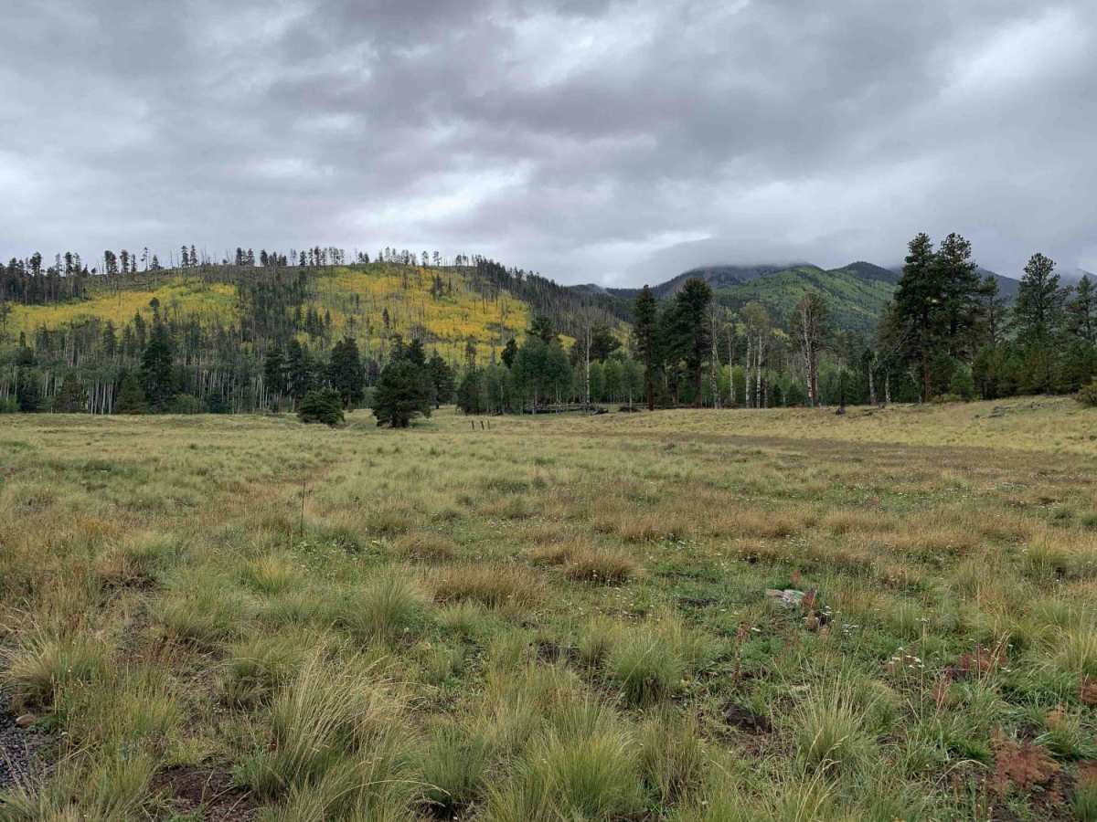 Lockett Meadow Trail photo 5