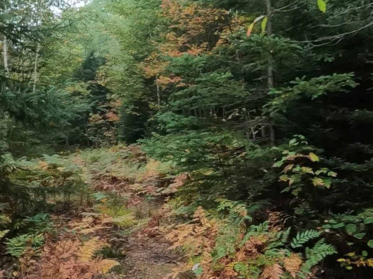 Strickler Truck Road - Grouse Loop photo 4