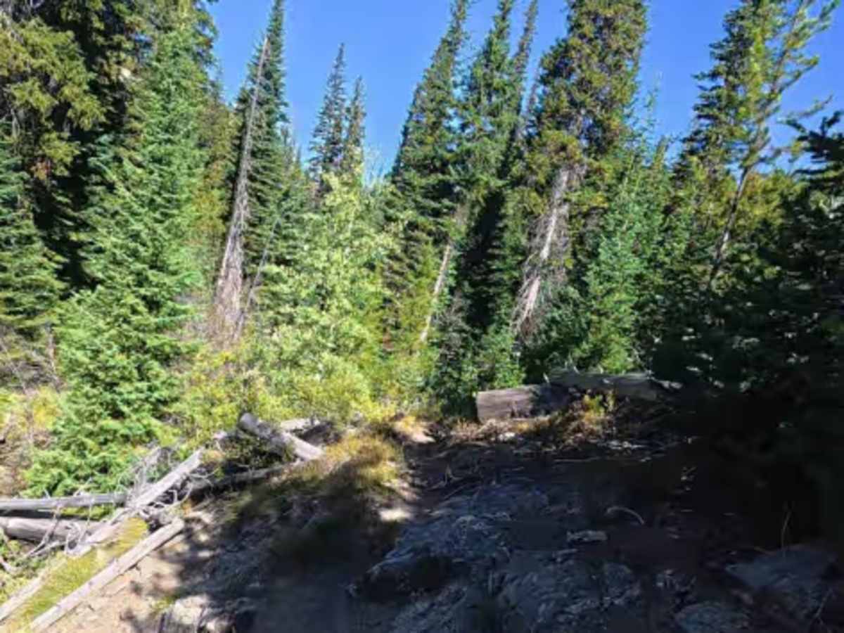 Sleeping Child Creek Trail - FS 84 photo 6