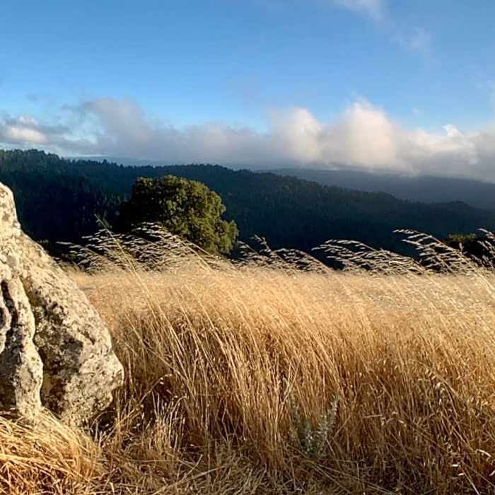 Near Bay Area Ridge Trail: Saratoga Gap - Skyline Ridge Open Space Preserve