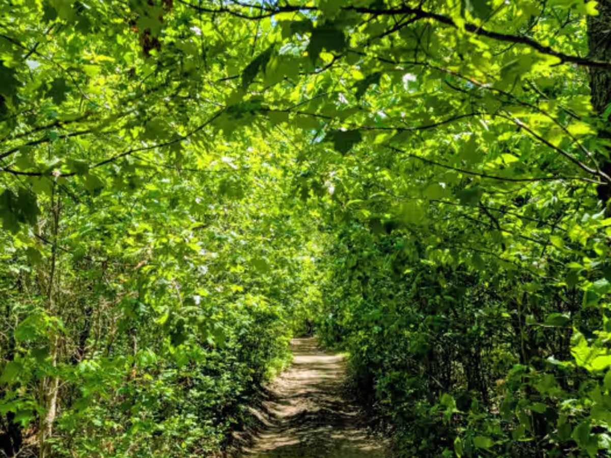 Dyer Lake Trail photo 6
