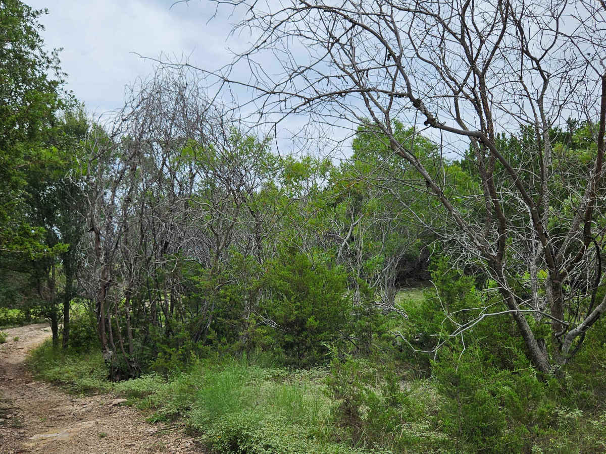 Saddle Spur photo 2
