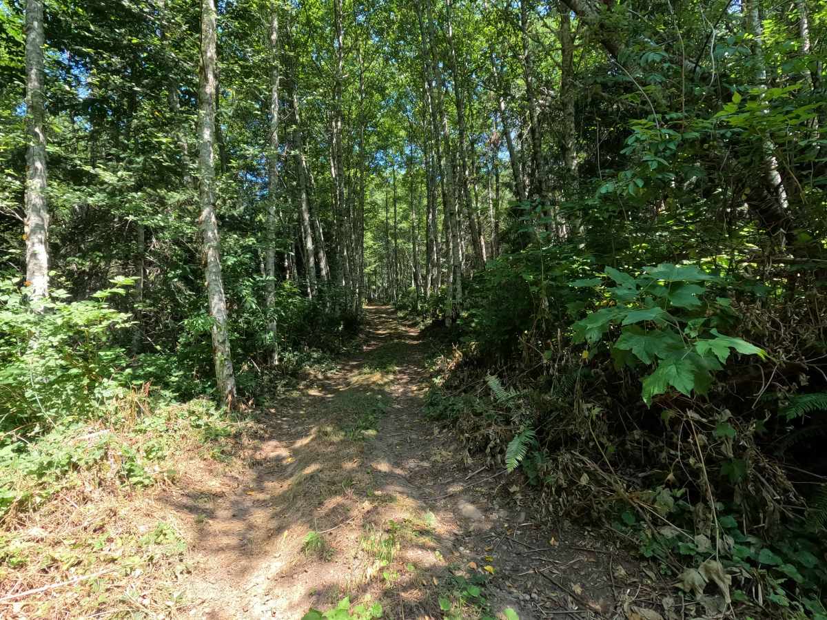 Stump Trail photo 3
