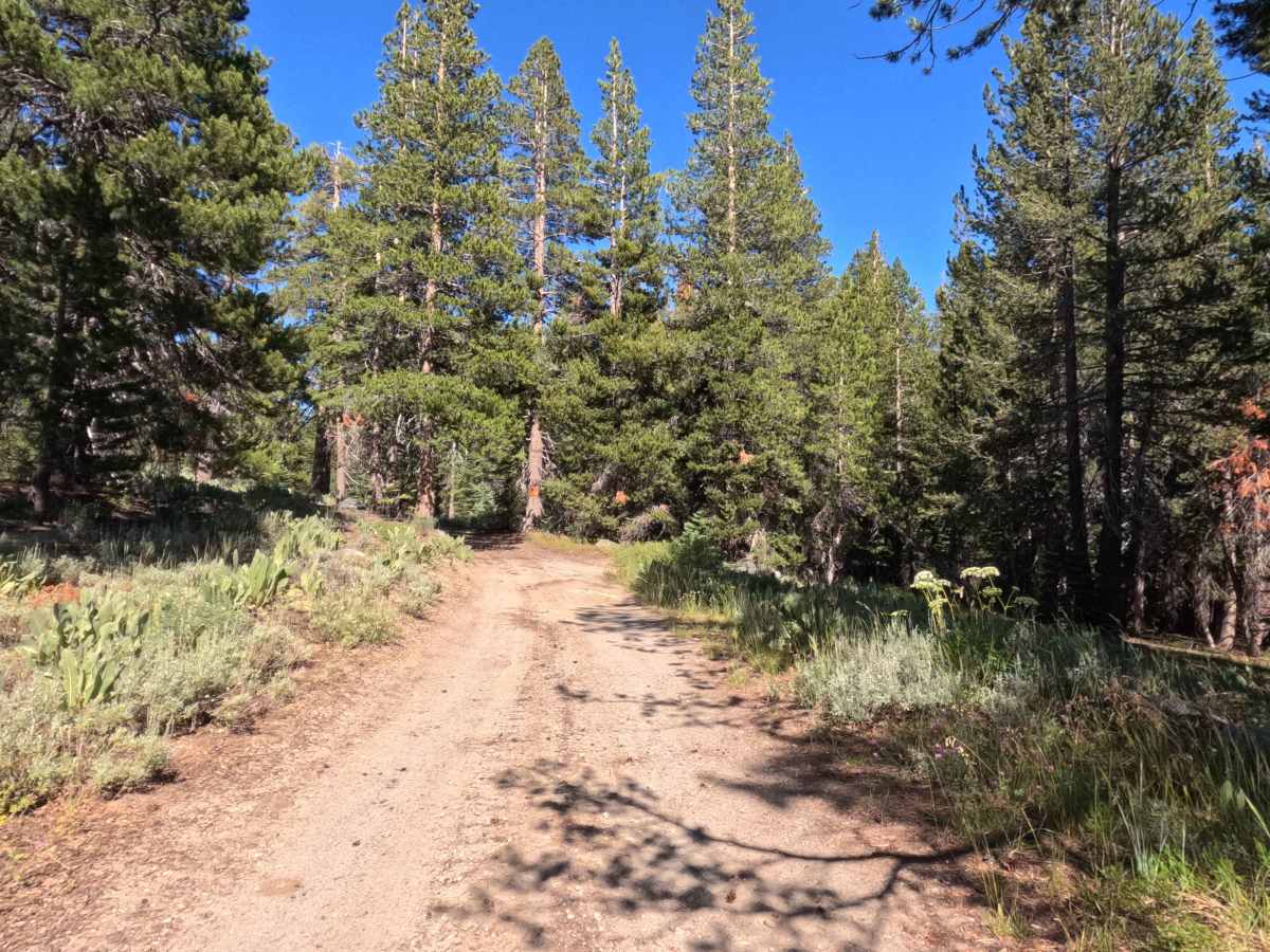 Forestdale Loop Road - FS 31013A photo 3