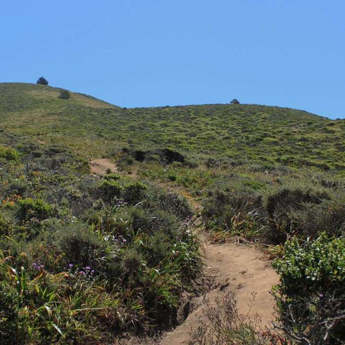 Near Gray Whale Cove Trail