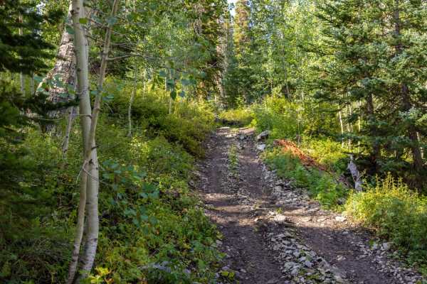 Step Flat Trail