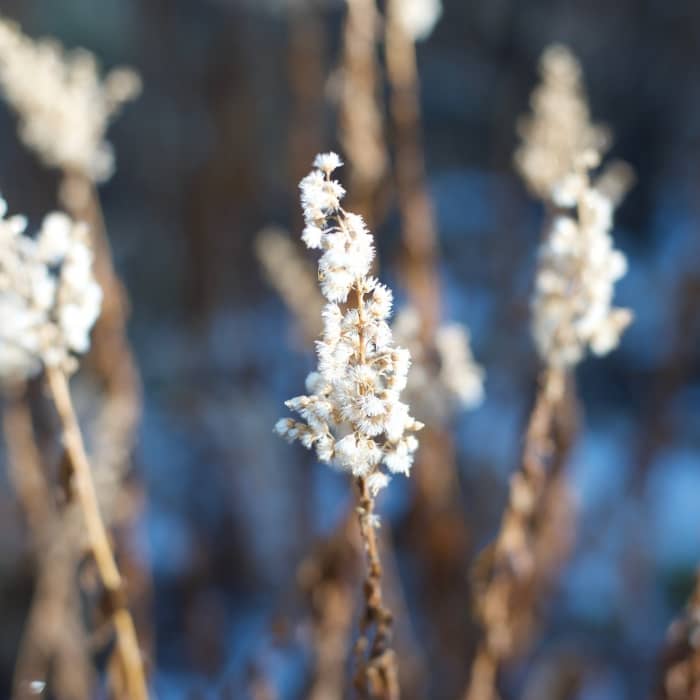 Frost covers the plants in the early morning. Near Ostrander Lake Trail