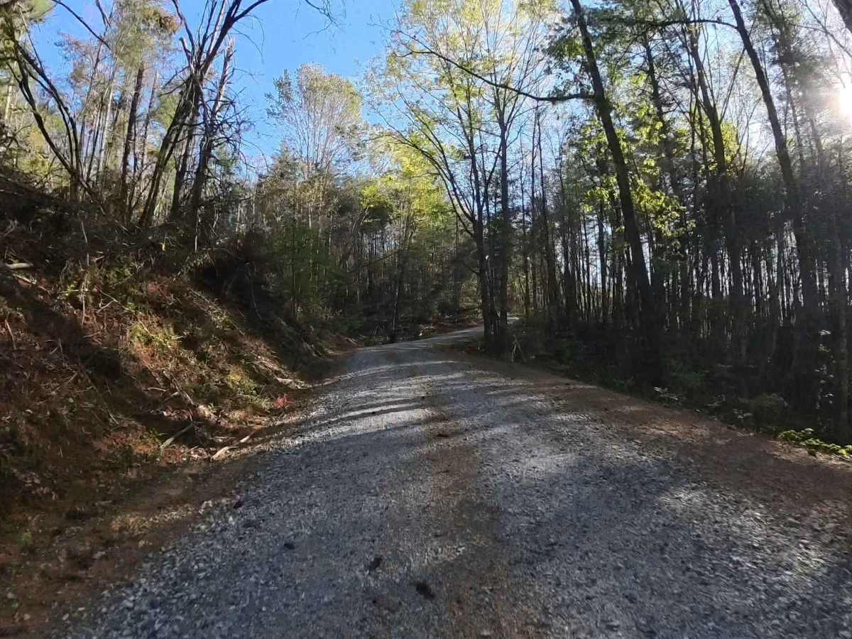 Forest Route 768 photo 5
