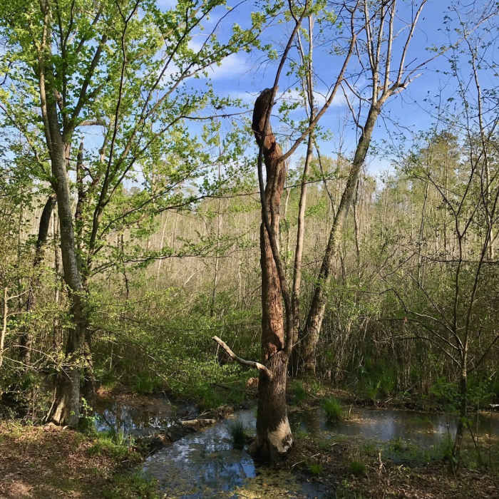 Near Radcliffe Conservation Area Loop