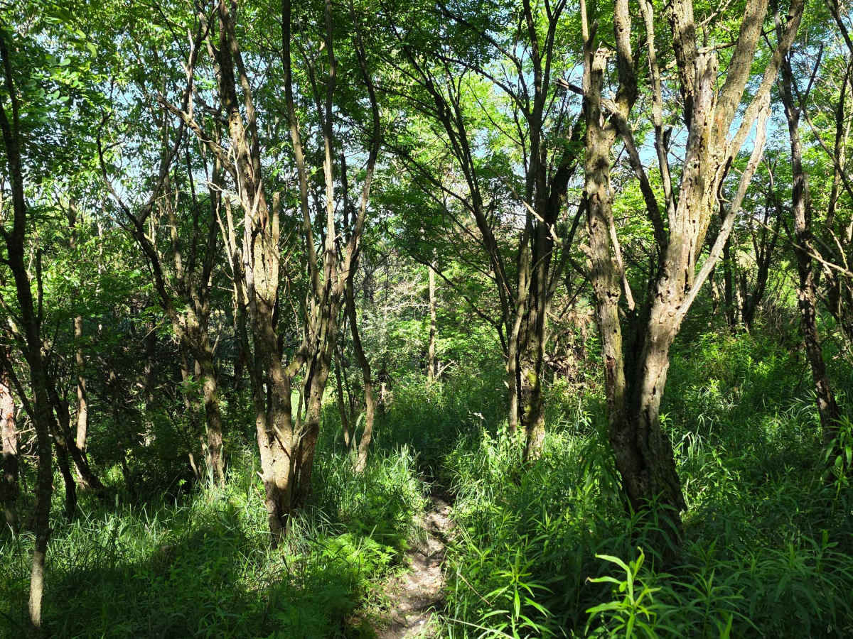 Single Track R photo 3