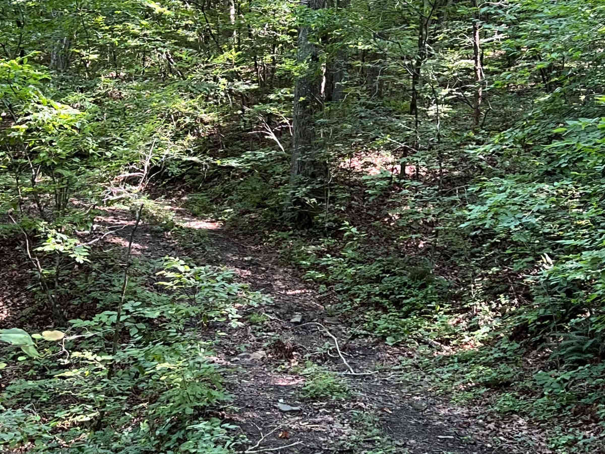 Log Run photo 2