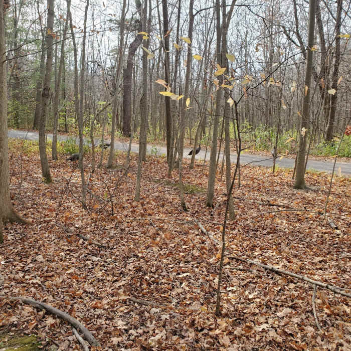 Wild turkeys at Lemoine Point Near Lemoine Point Loop