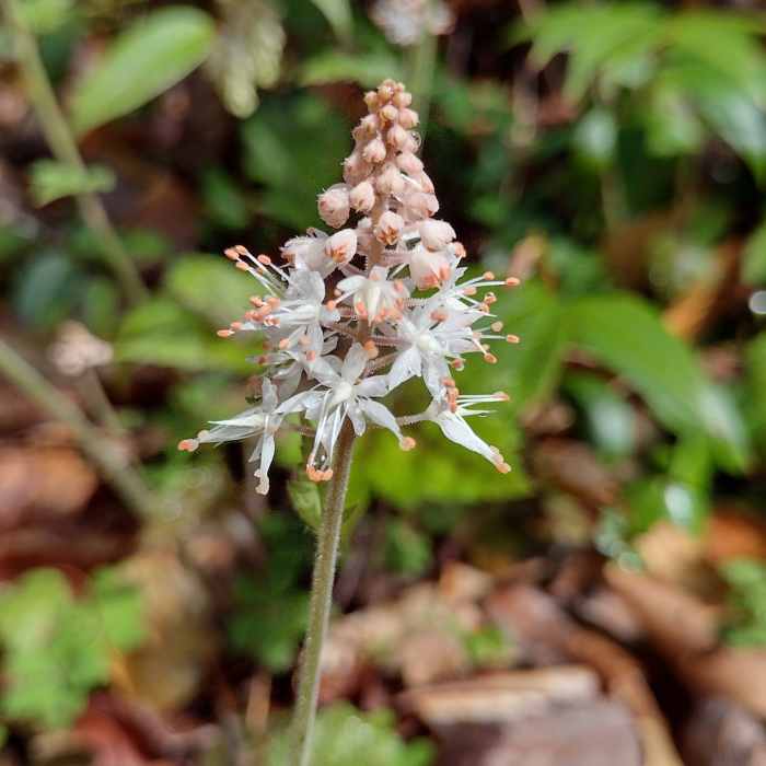 Near Fish Hatchery to Ellicott Rock Loop