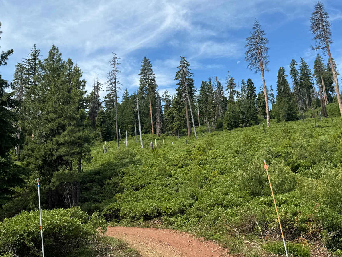 FS 2068-800 trail photo